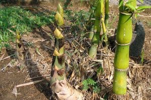 Bamboo shoots of fast-growing bamboo plants