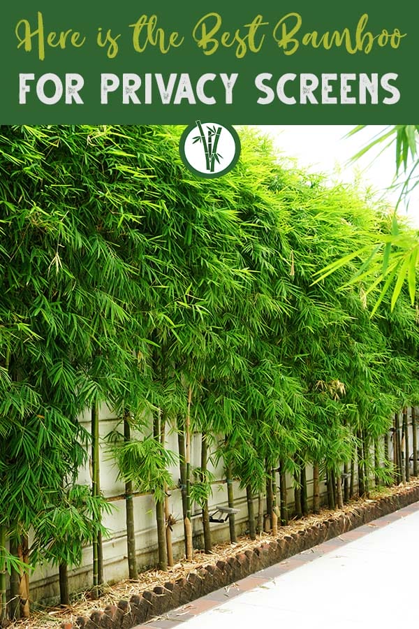 Bamboo privacy screen in lush green with the text on top: Here is the best bamboo for privacy screens