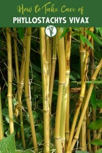 Culms of Phyllostachys Vivax with the text How to Take Care of Phyllostachys Vivax