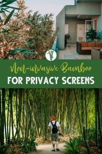 Top image is a non-invasive bamboo used as privacy screen in a private house and bottom image is a person surrounded by clumping bamboo trees used as privacy screen in a garden with the text Non-invasive Bamboo for Privacy Screens.