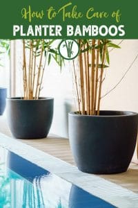 Bamboo planted in a container or planter with the text How to Take Care of Planter Bamboos.