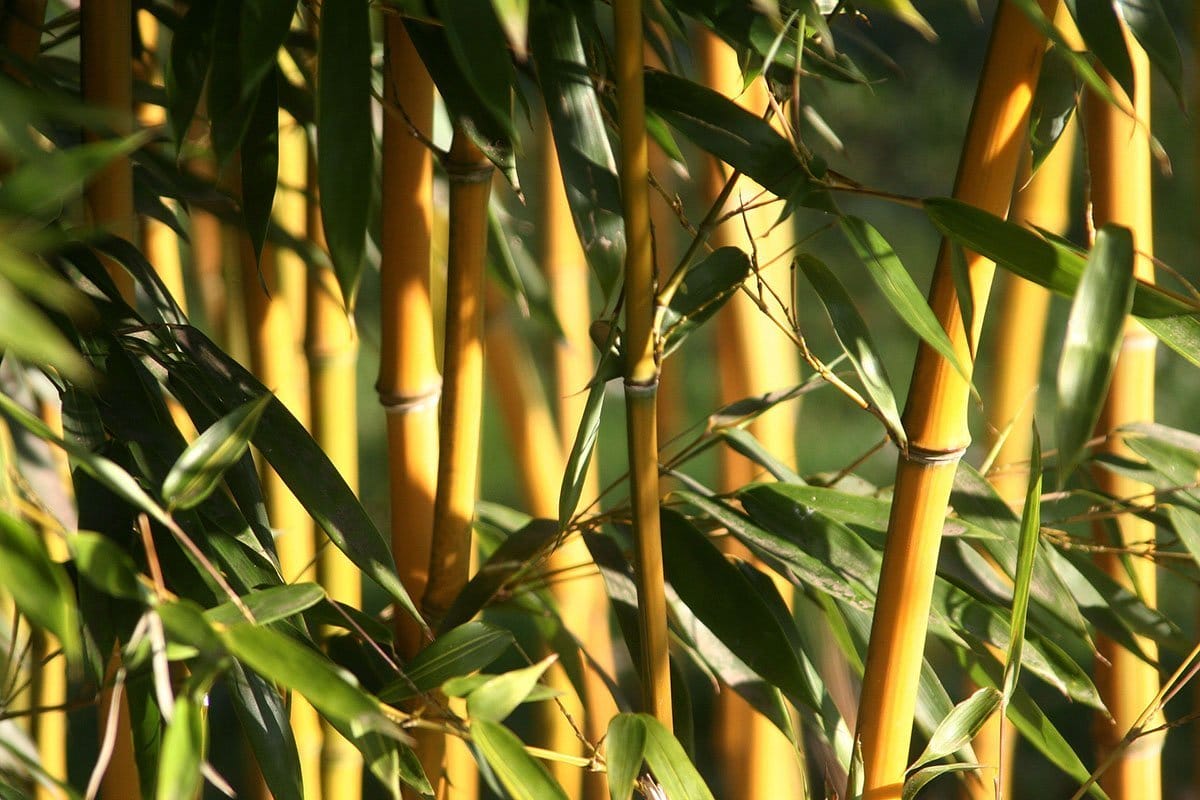 Golden Bamboo culms with dark green leaves