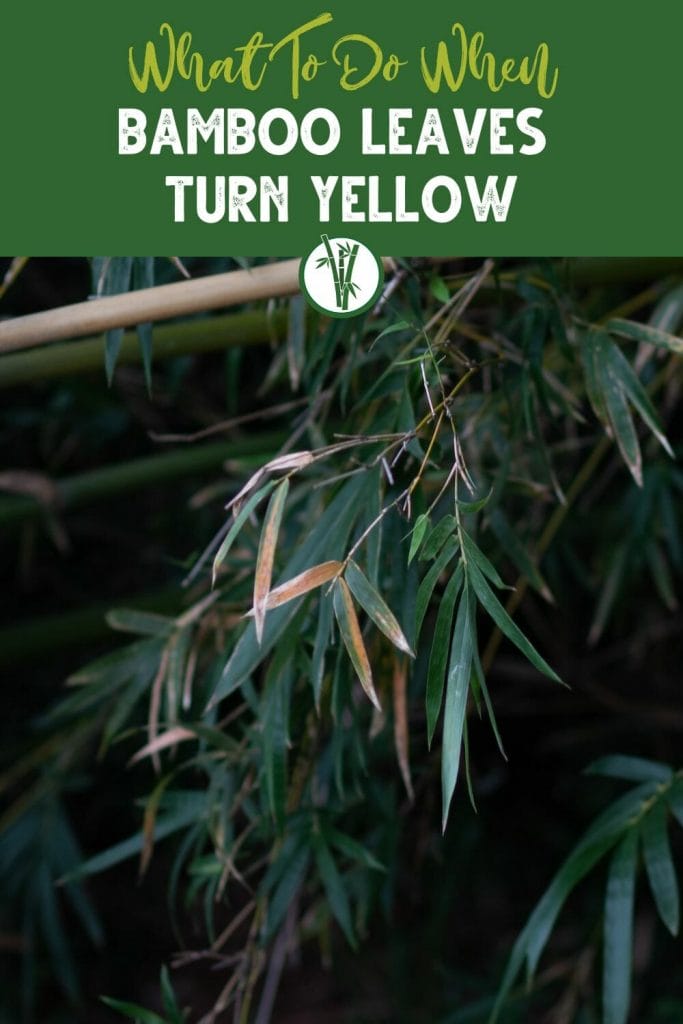 Bamboo leaves turning yellow with the text What to Do When Bamboo Leaves Turn Yellow.