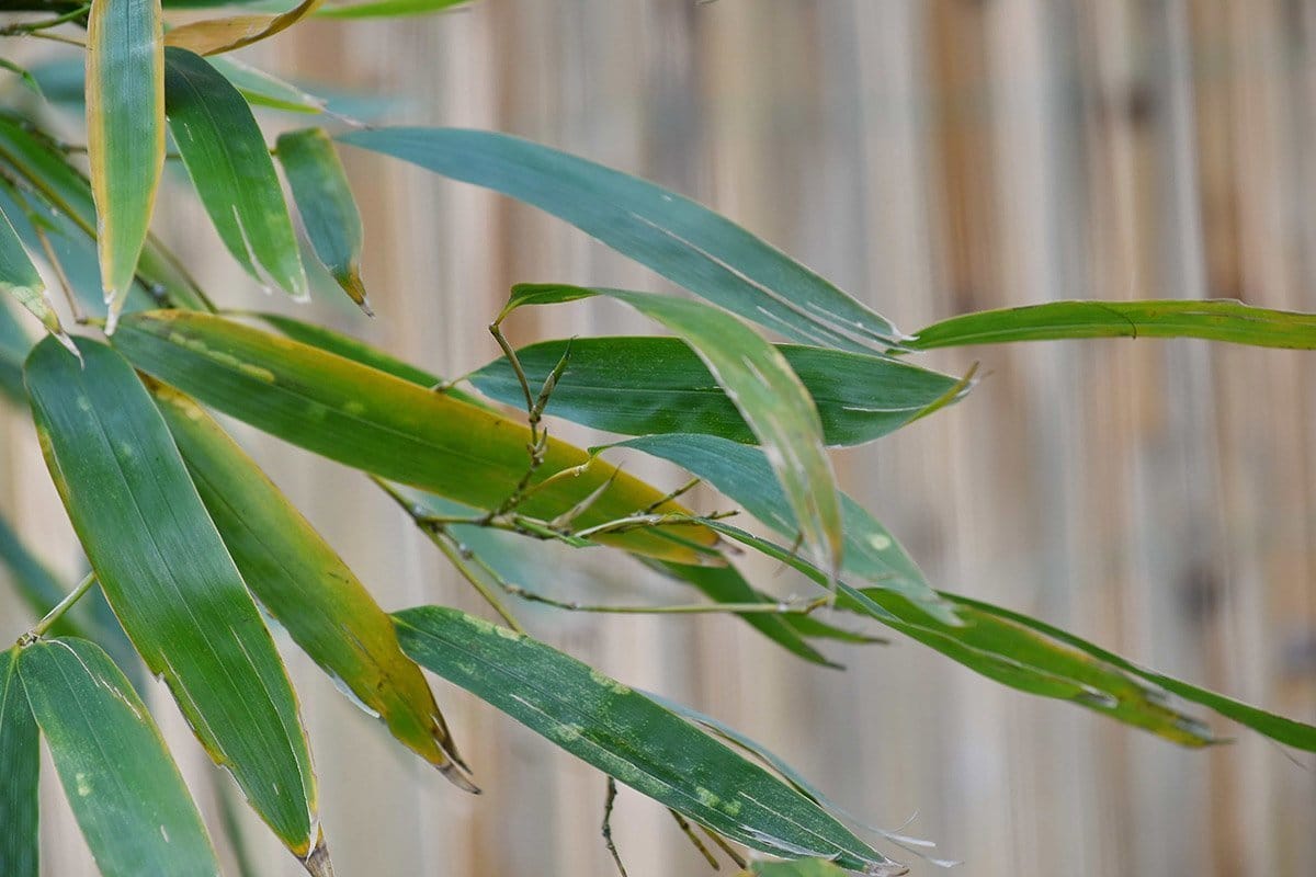 Bamboo leaves with yellowish-pales spots and yellow edges