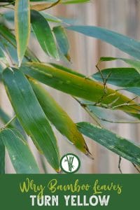 Wilting leaves of a bamboo plant and the text: Why bamboo leaves turn yellow