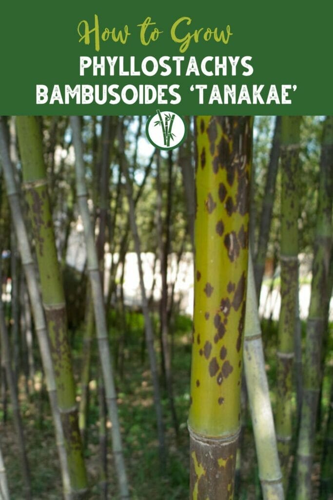 Phyllostachys Bambusoides ‘Tanakae’ with the text How to Grow Phyllostachys Bambusoides ‘Tanakae’.