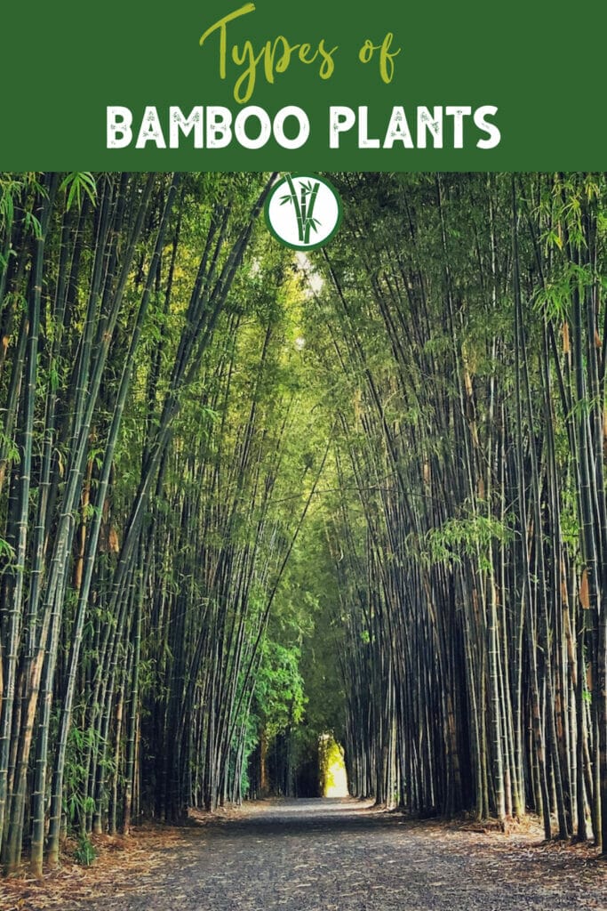 A pathway slicing through the bamboo forest.