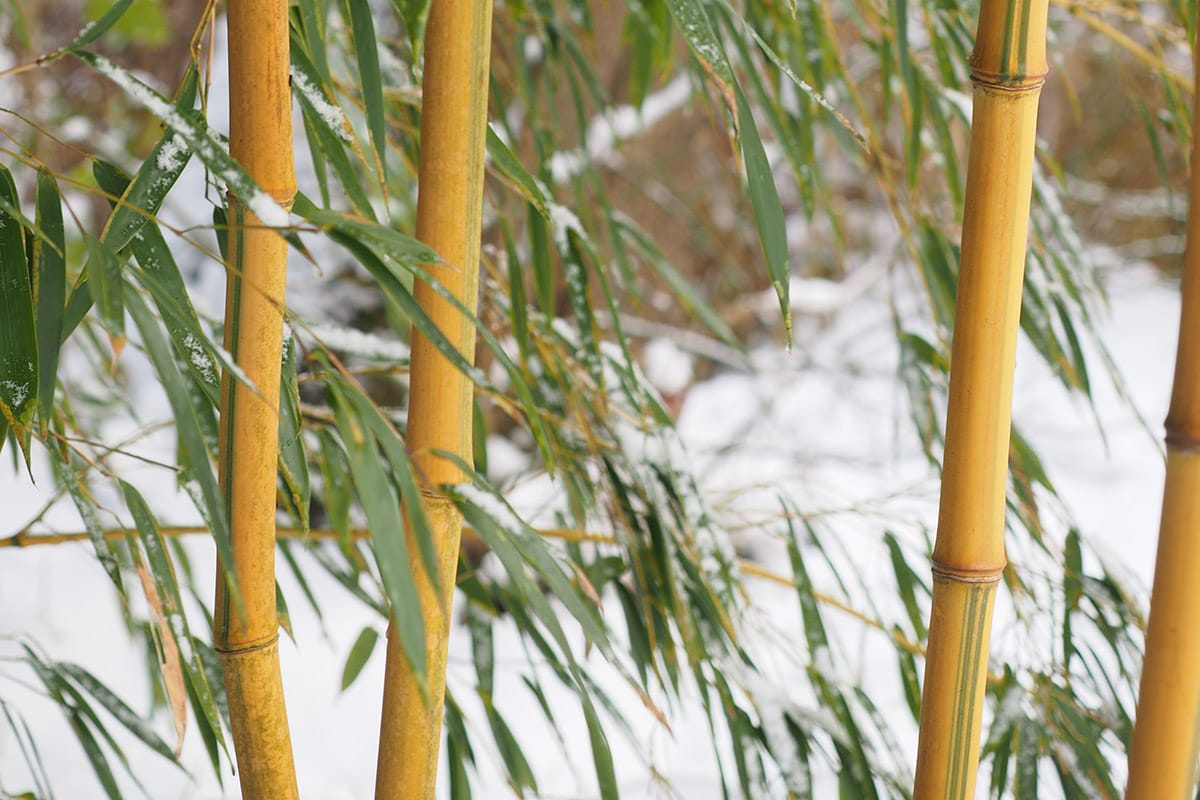 Yellow bamboo culms with green leaves in winter