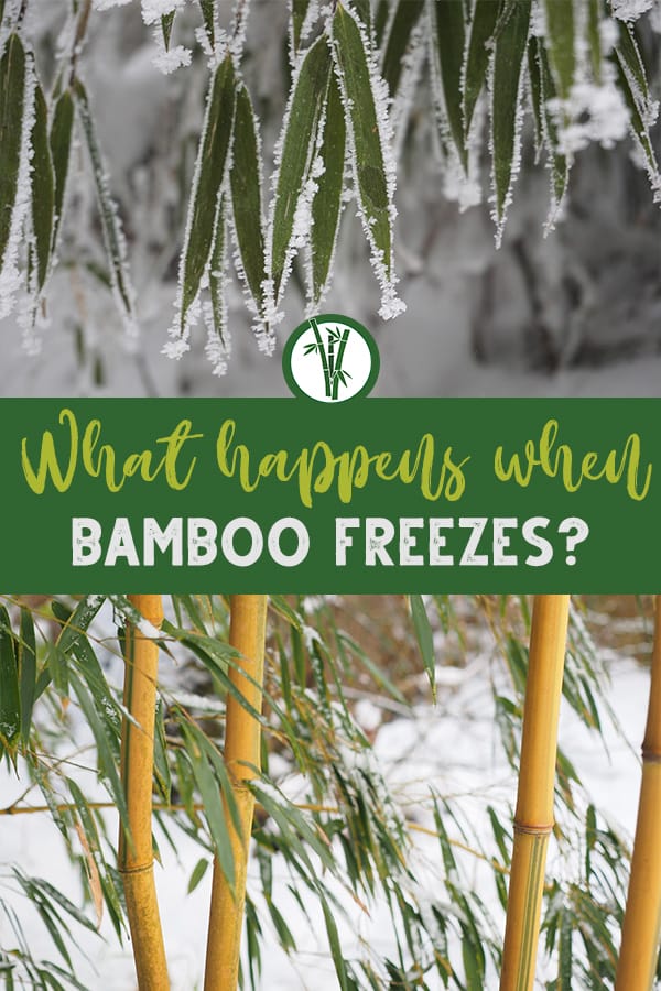 Frosty bamboo leaves and bamboo plants with the text: What happens when bamboo freezes?