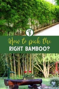 Gardens with bamboo and the text: How to pick the right bamboo?