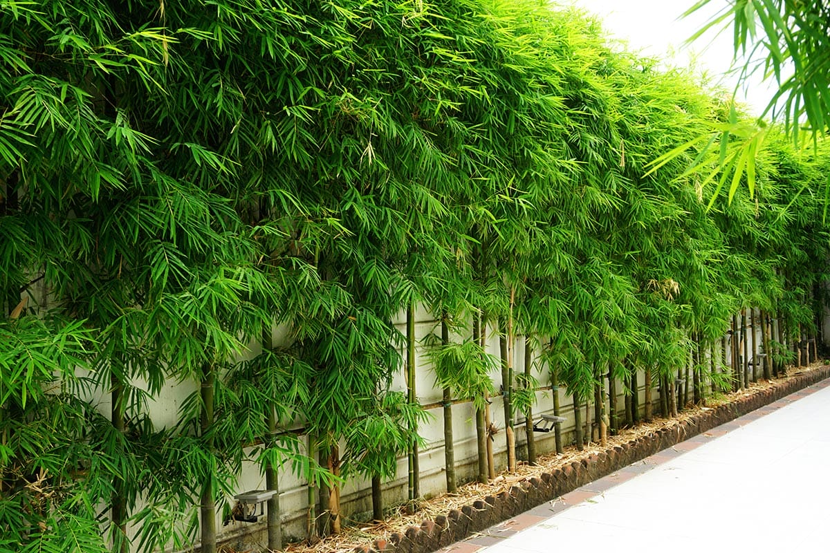 Bamboo along a wall for privacy