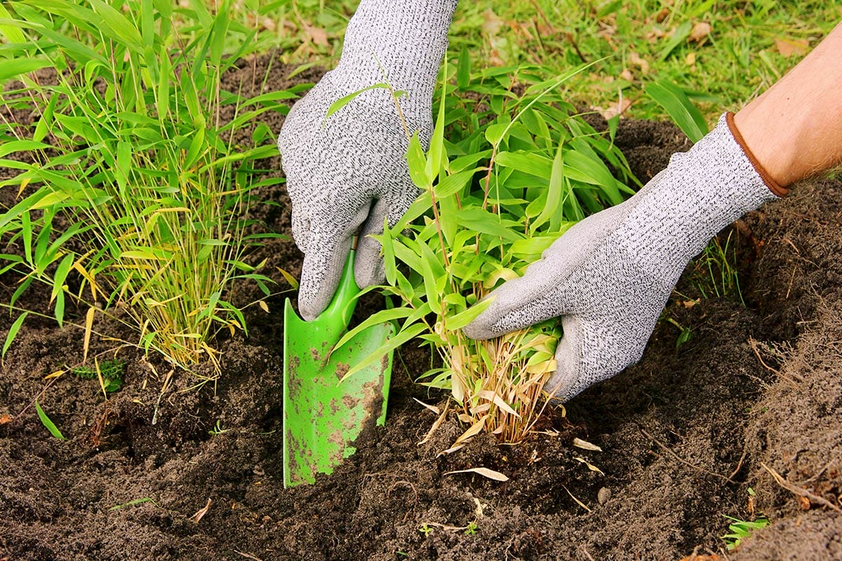 Hands with garden gloves holding a shovel and a bamboo plant while planting bamboo in the ground