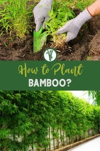 Photo planting bamboo and a privacy screen made of bamboo with the text: How to Plant Bamboo