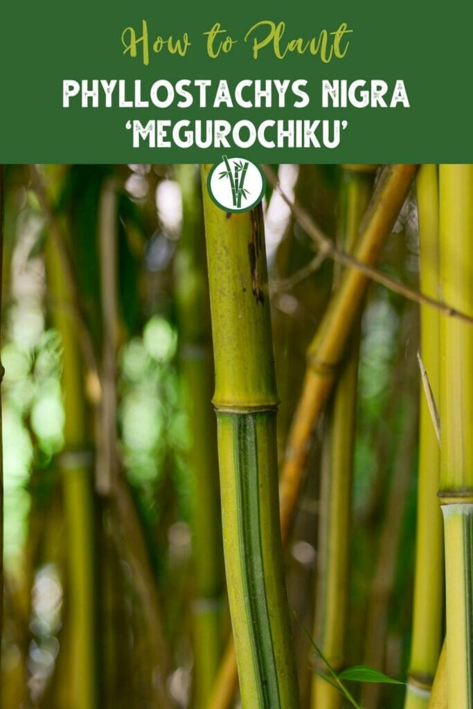 A close-up shot of Phyllostachys Nigra ‘Megurochiku’ with the text How to Plant Phyllostachys Nigra ‘Megurochiku’.