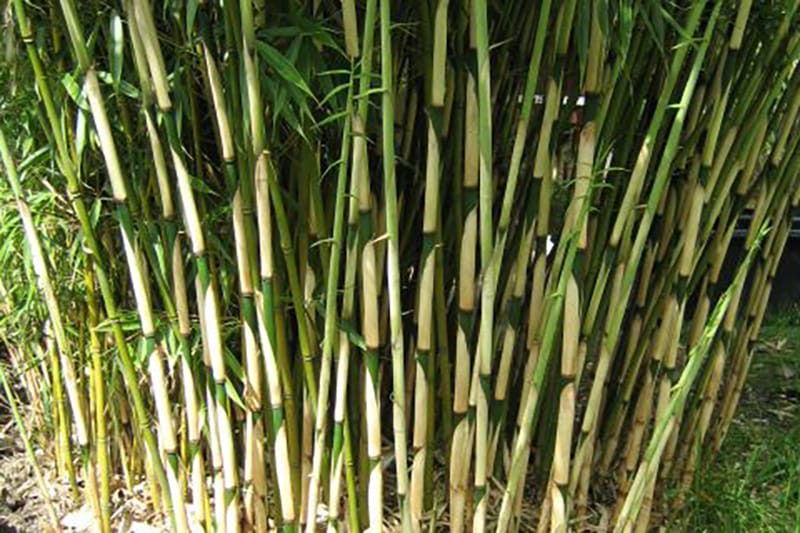 Green thin bamboo culms with white sheaths
