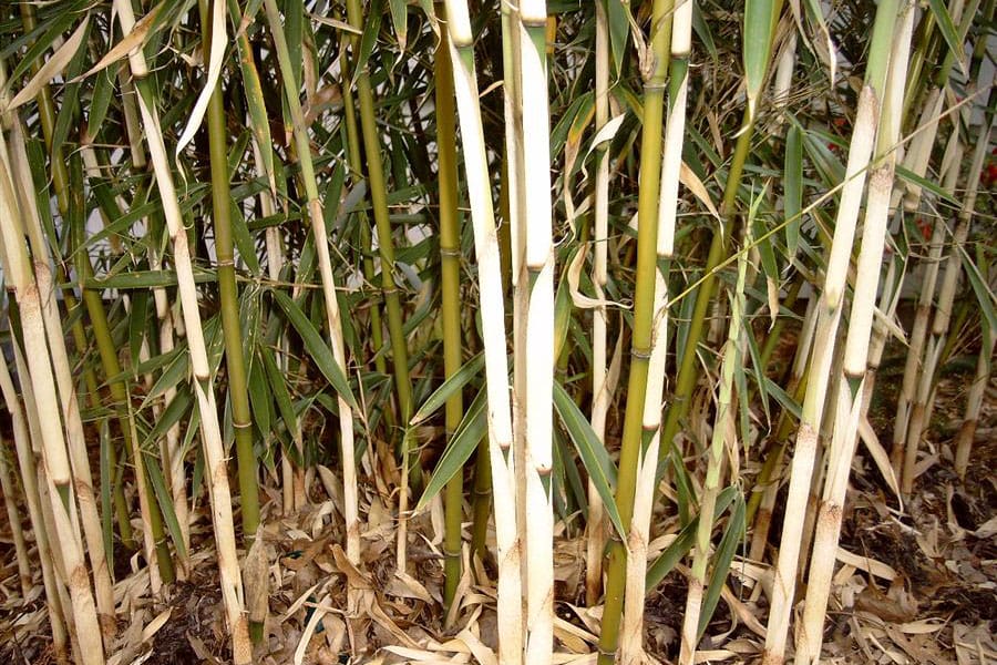 Green and light green bamboo culms with and without white sheaths, some already fell to the ground
