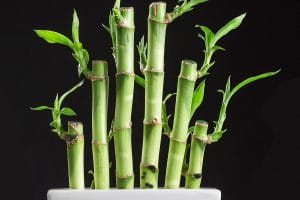 Lucky bamboo plant with black spots and black background