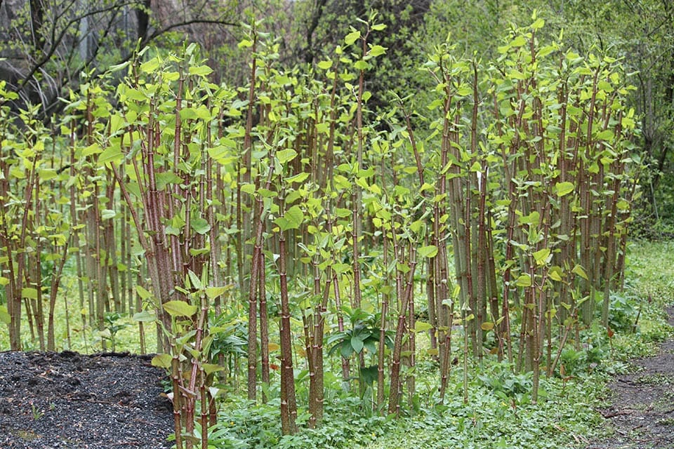 Brown stems of Japanese Knotweed look like bamboo with heart-shaped leaves