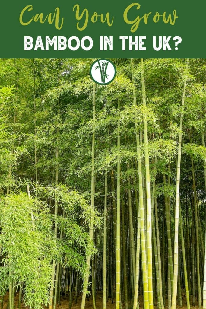Healthy bamboo trees that grows in the UK with the text Can You Grow Bamboo in the UK?