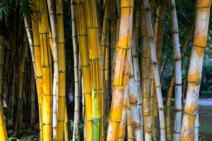 Bleached bamboo plants with yellow stems and white areas