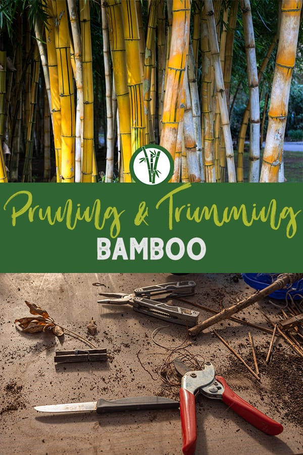 Bleached bamboo stems and pruning tools with the text: Pruning & Trimming Bamboo