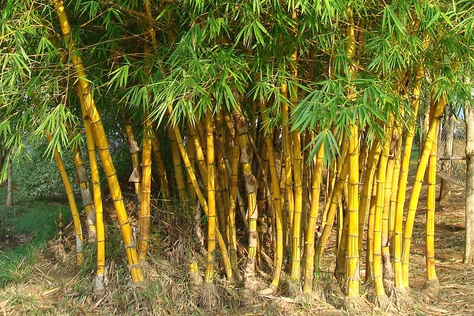 Golden bamboo with yellow stems and lush green foliage before pruning