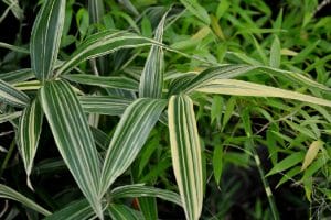 Large striped bamboo leaves of the Hibanobambusa tranquillans variety