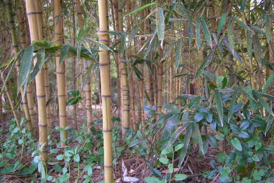 Golden bamboo stems with irregular nodes and dark green leaves - Phyllostachys aurea Holochrysa