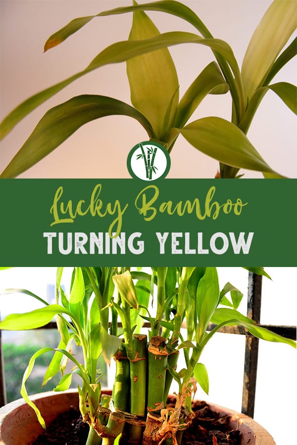 Yellow leaves of Lucky Bamboo and an unhealthy houseplant with the text: Lucky Bamboo Turning Yellow