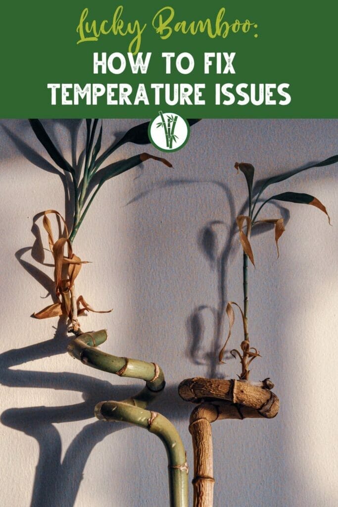 Lucky bamboo plant turning yellow with the text Lucky Bamboo: How to Fix Temperature Issues.