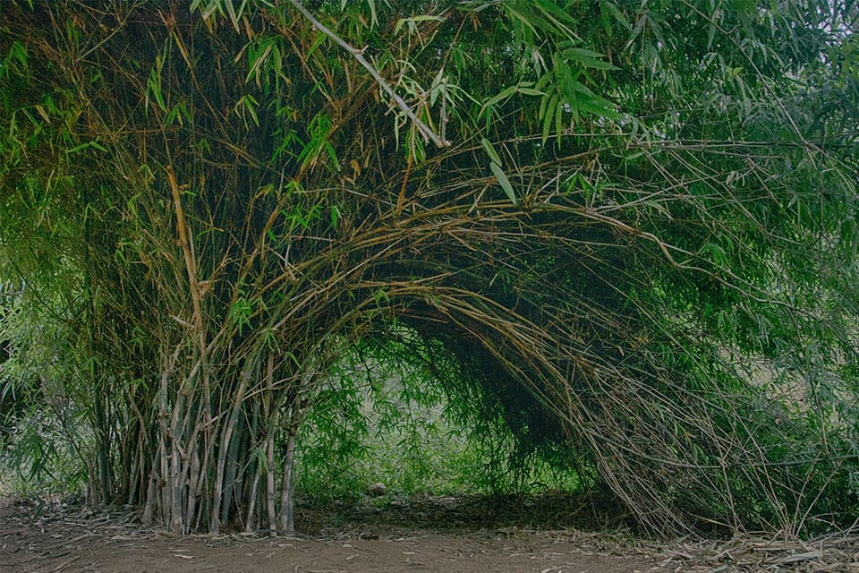 Clumping bamboo growing on soil with lot of greenery