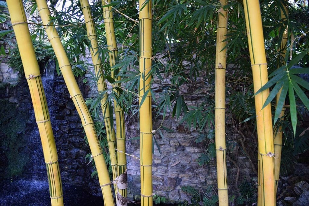 Few yellow color bamboo tress infront of a man-made concrete and stone wall with a small waterfall from the side
