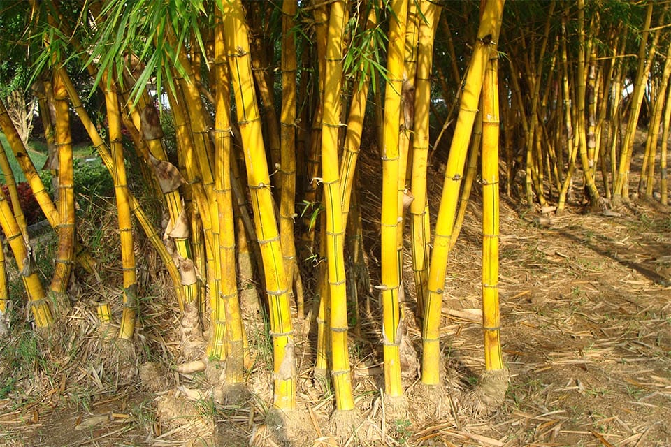 Groups of separate clumps of golden bamboo