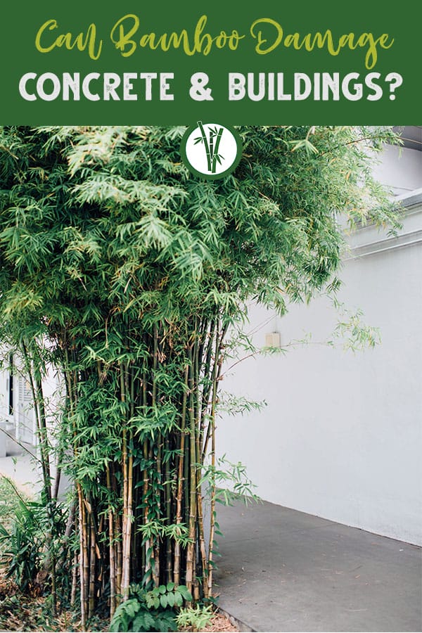 Bamboo clumps growing beside a concrete pavement right next to a white wall with the text on top: Can Bamboo Damage Concrete & Buildings