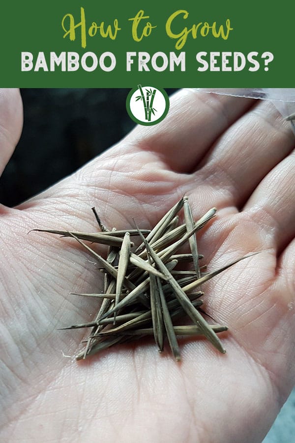 Bamboo seeds on the left hand of a human with the text on top: How to Grow Bamboo from Seeds?