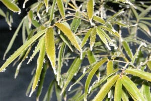 Bamboo leaves with snow on the edges