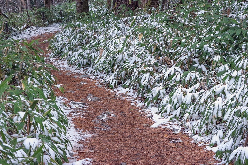 Hiking path with Bamboo plants along the way in winter