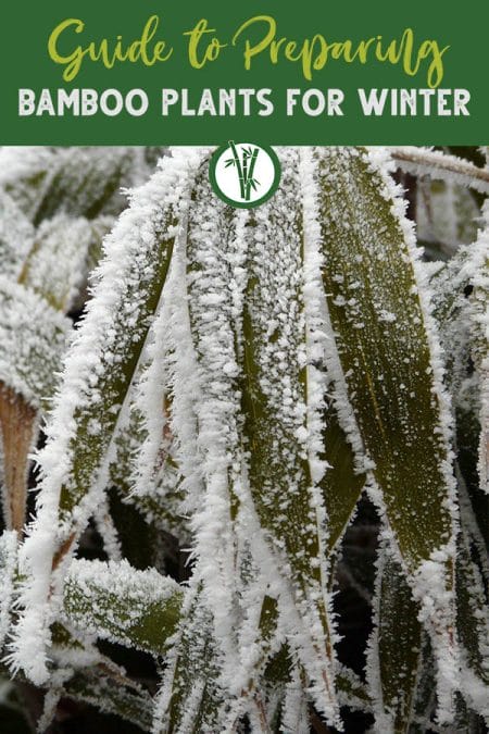 Bamboo leaves freezing in winter with the text on top: Guide to Preparing Bamboo Plants for Winter