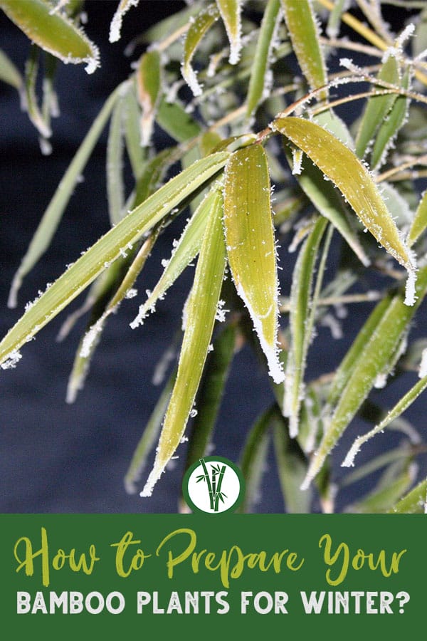 Freezing bamboo leaves in winter with the text on bottom: How to prepare your bamboo plants for winter