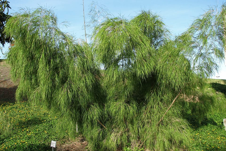 Picture of mexican weeping bamboo with a lot of green leaves.