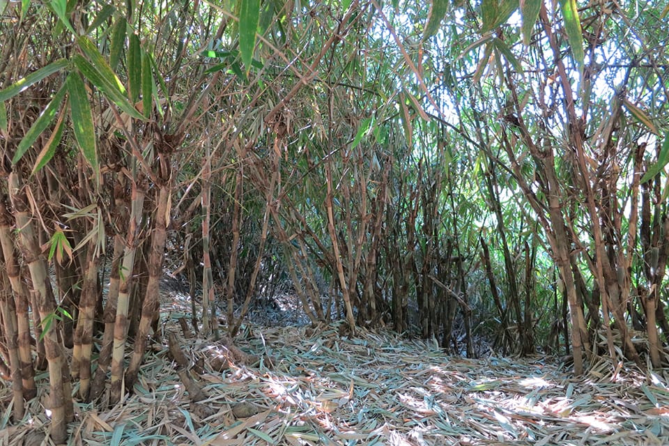 Group of bamboo trees in a jungle environment with the bamboo type: Oxytenanthera Abyssinica