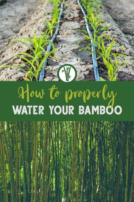 Drip irrigation system on top and thick bamboo forest on the bottom with the text: How to properly water your bamboo?