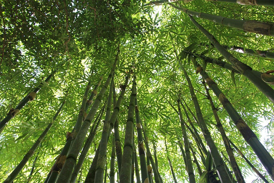 Tropical tall bamboo trees in a forest.