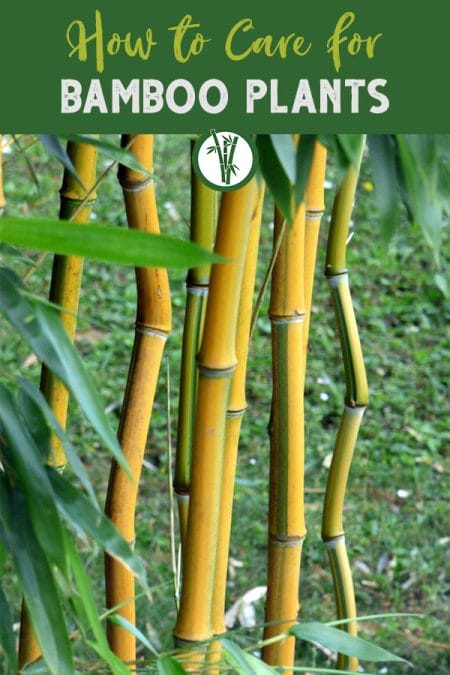 Yellow bamboo in a garden with the text on top: How to care for bamboo plants 