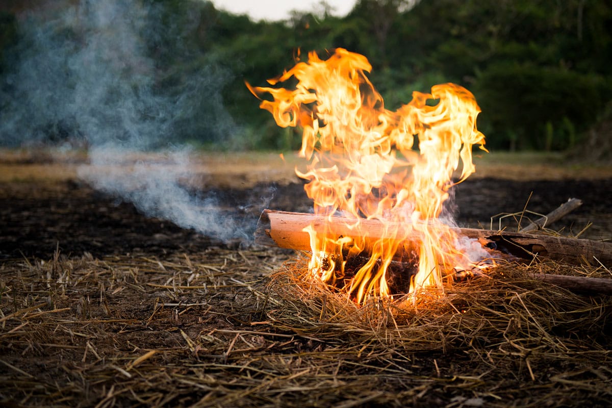 Does Bamboo Make Good Firewood? Ignite the Facts!