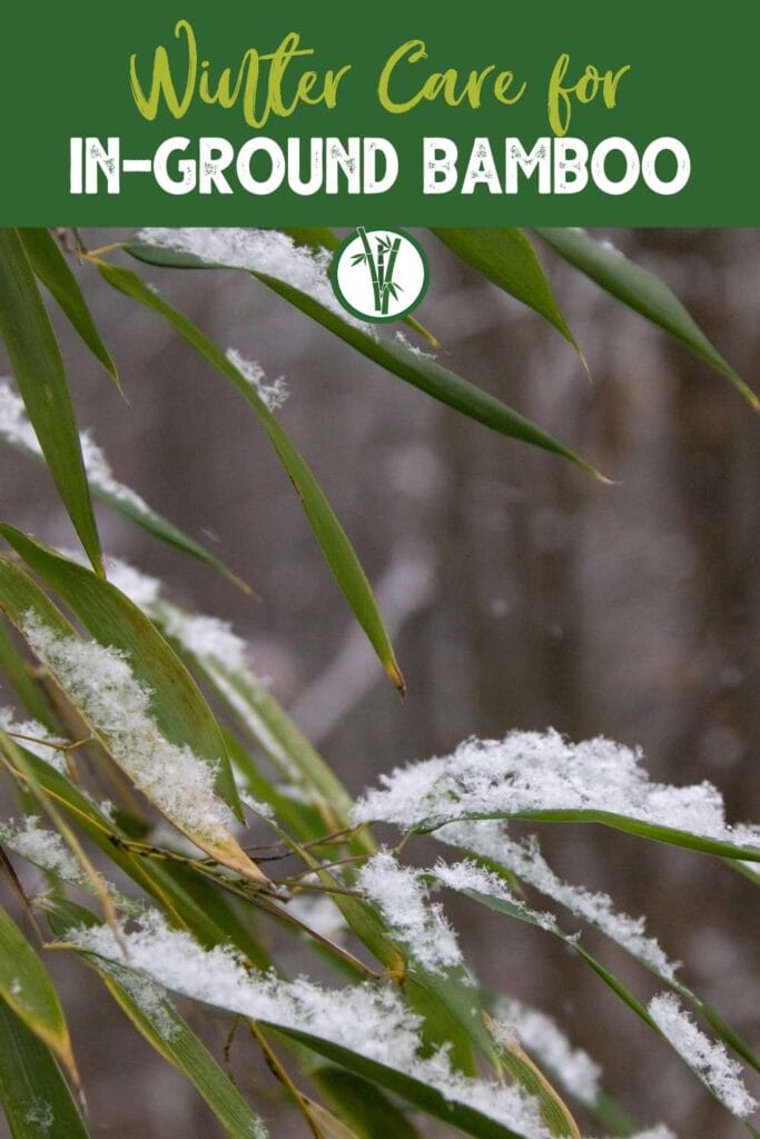 Snowflakes on bamboo leaves with a text on top: Winter Care for In-Ground Bamboo