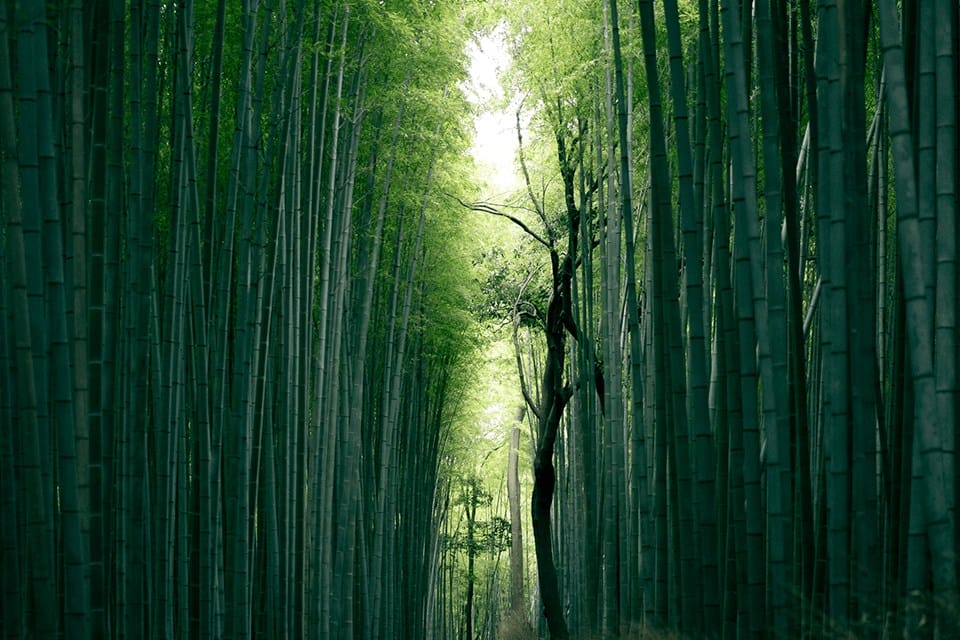 Brown tree trunk between tall bamboo plants - how to kill bamboo for good
