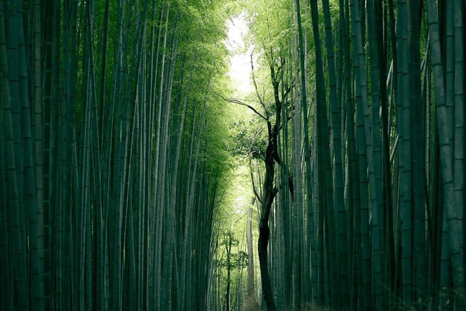 Brown tree trunk between bamboo trees