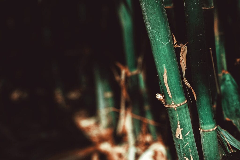 How To Kill Bamboo Permanently 5 Ways To Get Rid Of It How To Kill Bamboo Permanently 5 Ways To Get Rid Of It