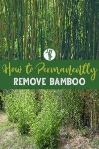 Tall bamboo plants on top and young bamboo at the bottom with the text in the middle: How to Permanently Remove Bamboo